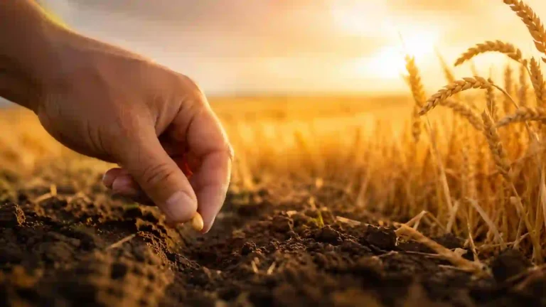 reap what you sow meaning