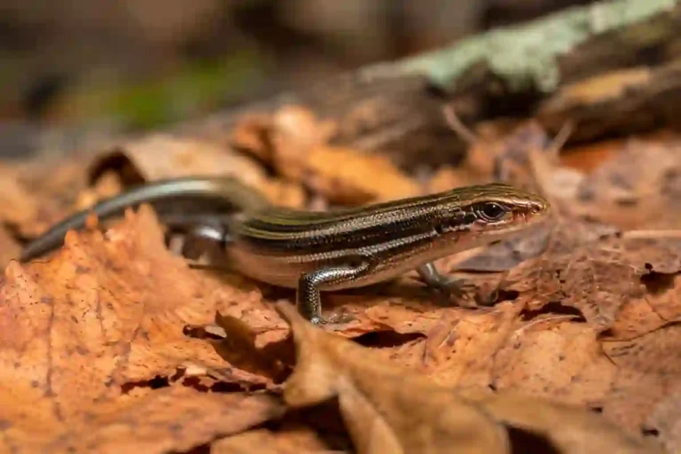 skink meaning